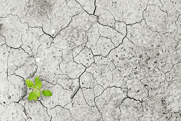 Parched cracked earth with one shoot of green plant growing